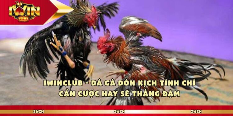 Iwinclub – Đá Gà Đòn Kịch Tính Chỉ Cần Cược Hay Sẽ Thắng Đậm